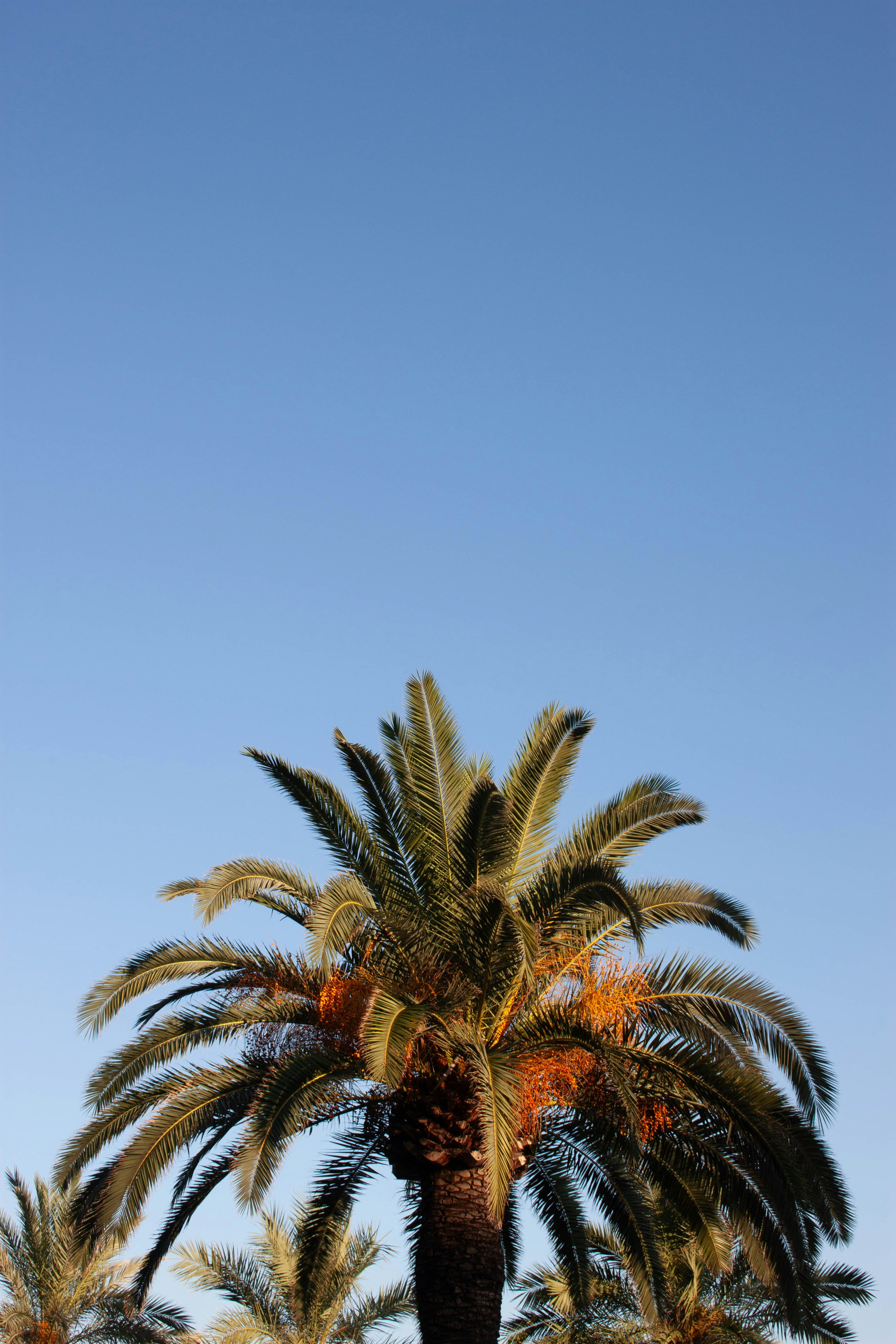palm tree and sky